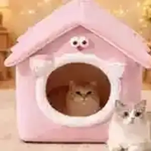 Домик для кошек, Худжанд