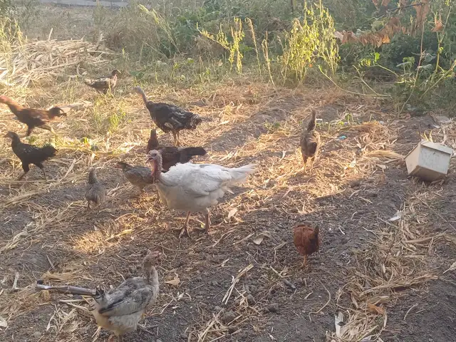 Мург индук, Душанбе