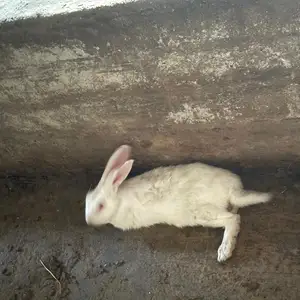 Кролик, Бободжон Гафуров