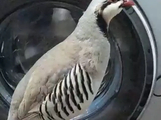 Кабк, Душанбе