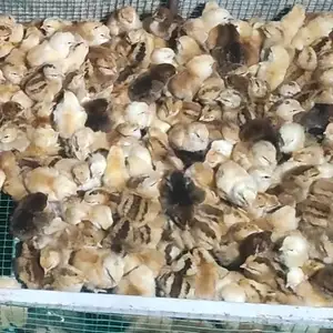 Чучахой ломан браун, Яван