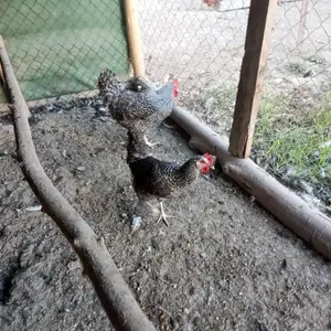 Мурги Доминант 959, Спитамен