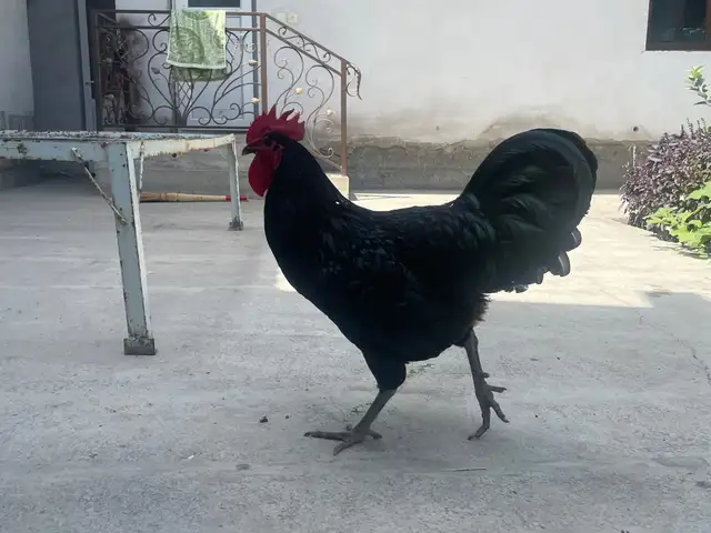 Джерсийский гигант, Спитамен