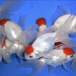 Рыбка Оранда Красная Шапочка, Худжанд