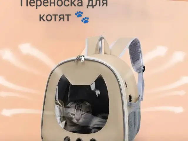 Переноска для кошек, Душанбе