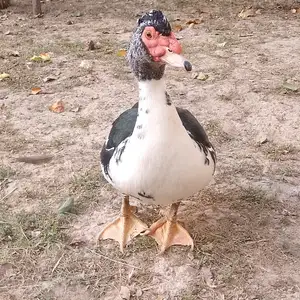 Мургоби, Душанбе