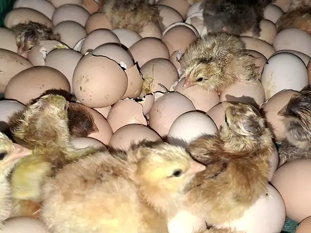 Чучахои ломан, Худжанд