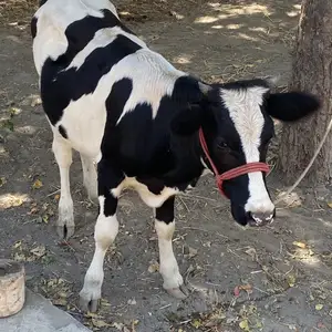 Гуночин, Худжанд