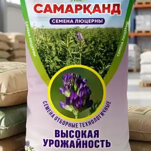Тухми Беда, Самарканд, Душанбе