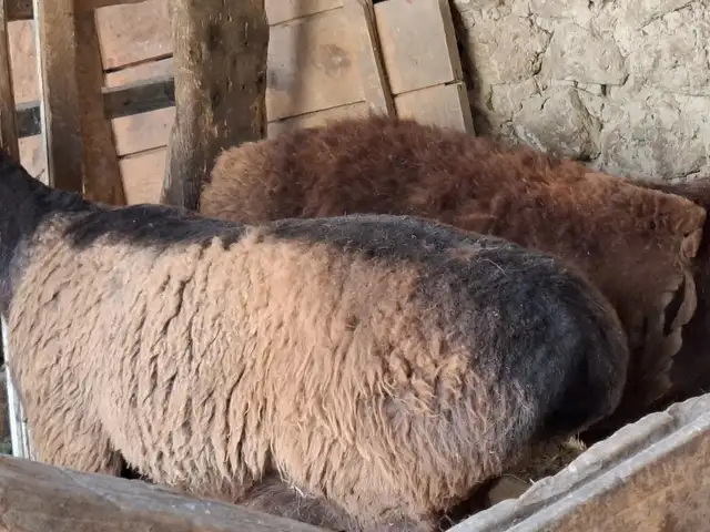 Кучкор, Хуҷанд