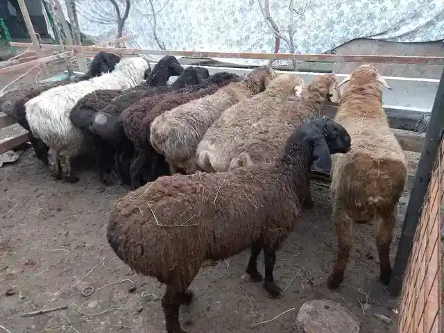 Гусфанд, Душанбе - 5