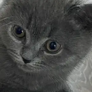 Шотландский котик, Душанбе