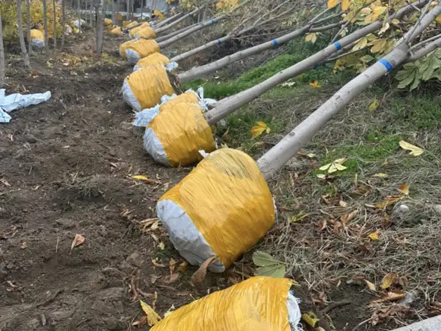 Каштан, Душанбе