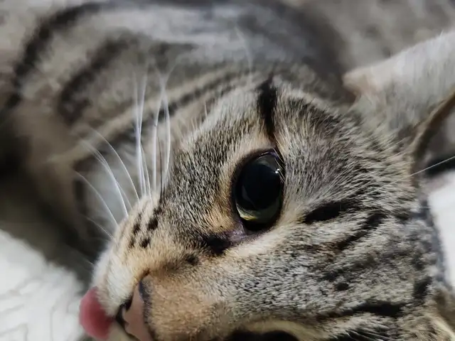 Кошка, Душанбе