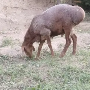 Гусфанд, Канибадам