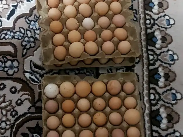 Тухми Ломан Браун, Турсунзода