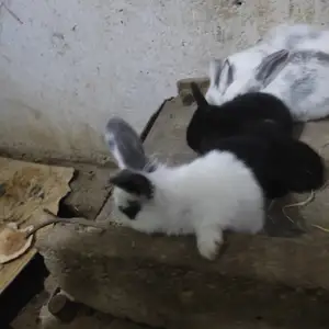 Кролик, Худжанд