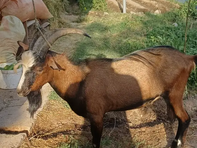 Така альпийский, Бохтар (Курган-Тюбе)