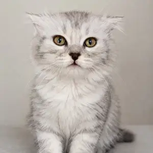 Котик британский, Душанбе