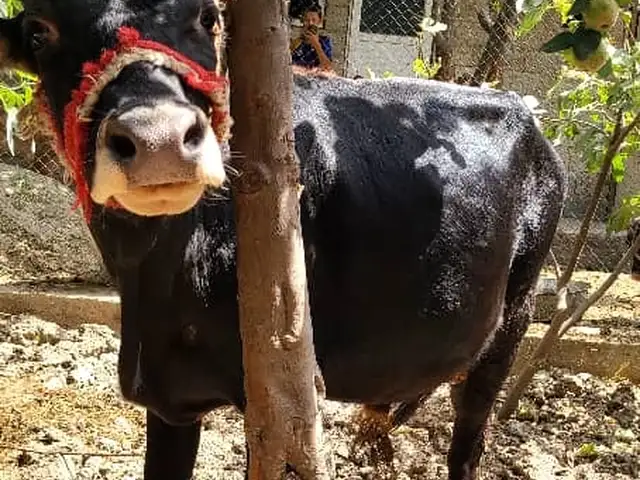 Бука, Вахдат