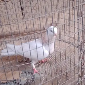 Кафтар, Кӯлоб