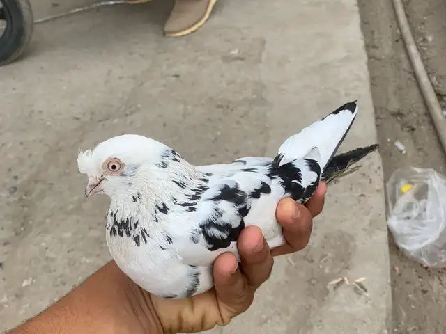 Кафтар, Душанбе