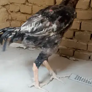Хуруси дакан, Канибадам