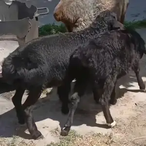 Гусфанди дугоника, Гиссар