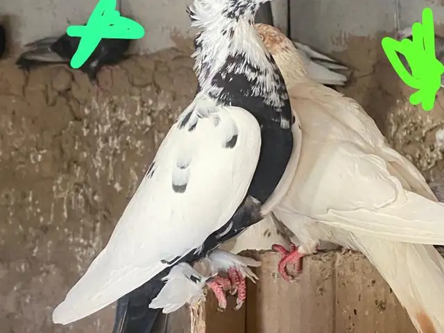 Кафтар, Қубодиён