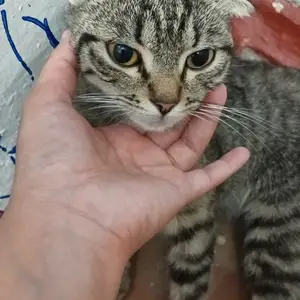 Шотландская кошка бесплатно, Душанбе