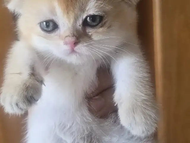 Шотлaндcкие золотые котята, Душанбе - 3