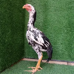 Дакан О шамо, Душанбе