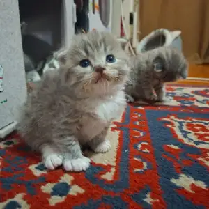 Шотландские котята, Душанбе