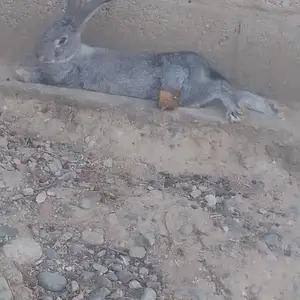 Харгуш, Душанбе
