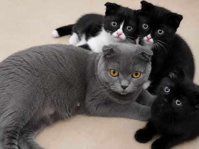 Кошка и котята Шотландские, Душанбе
