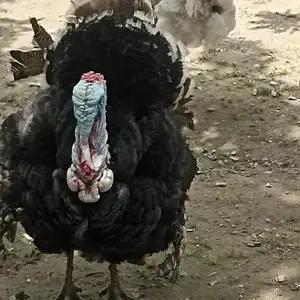 Индюки, Душанбе
