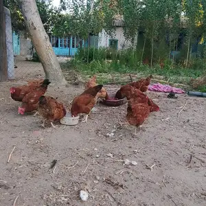 Мургхои Ломан Браун, Хуҷанд
