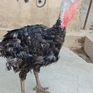 Индук, Душанбе