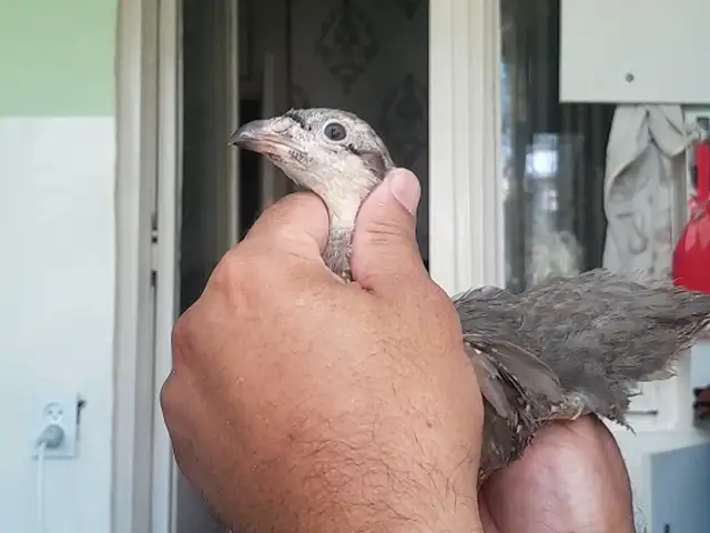 Кабк, Душанбе