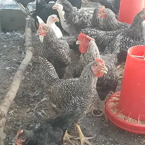 Хурусхои доминант, Худжанд