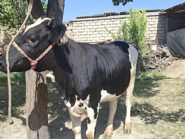 Гуночини чёрнопёстр, Худжанд