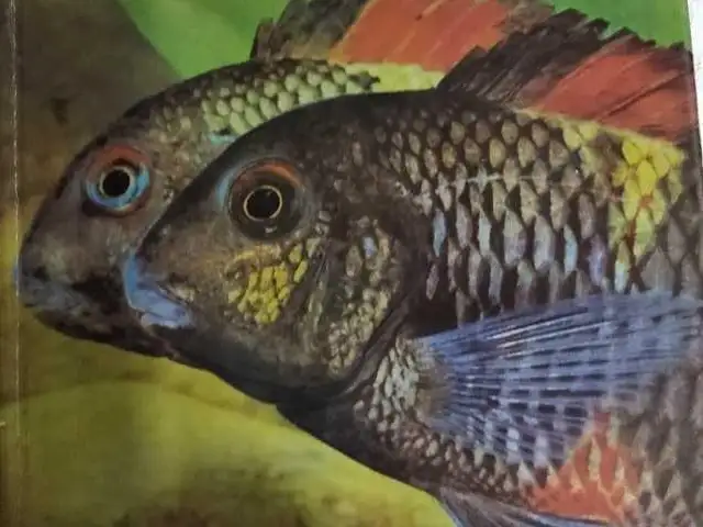 Книга Гюнтера Штербы Aquarienfische Аквариумные рыбы, Душанбе
