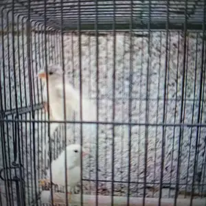 Канарейки, Душанбе
