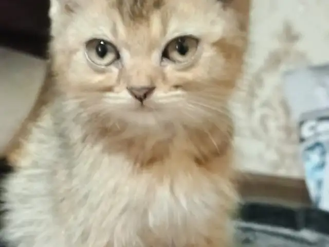 Кошка британская, Душанбе