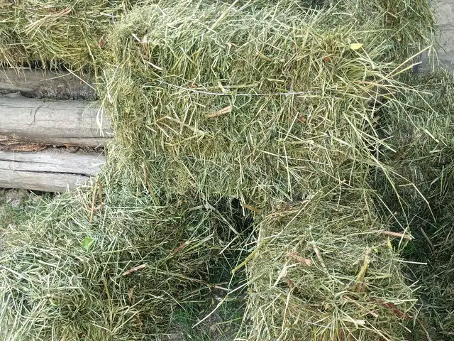 Пресс юнучка, Худжанд