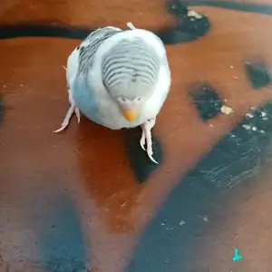 Попугай, Душанбе