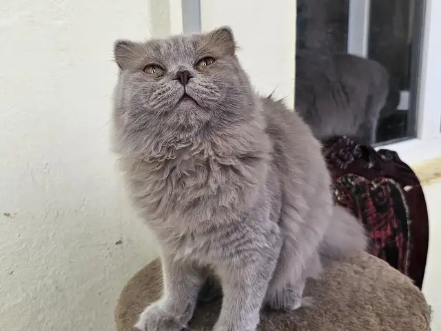 Шотландский длинношерстый вислоухий котик, Душанбе - 2