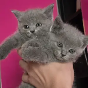 Шотландский кошка, Канибадам