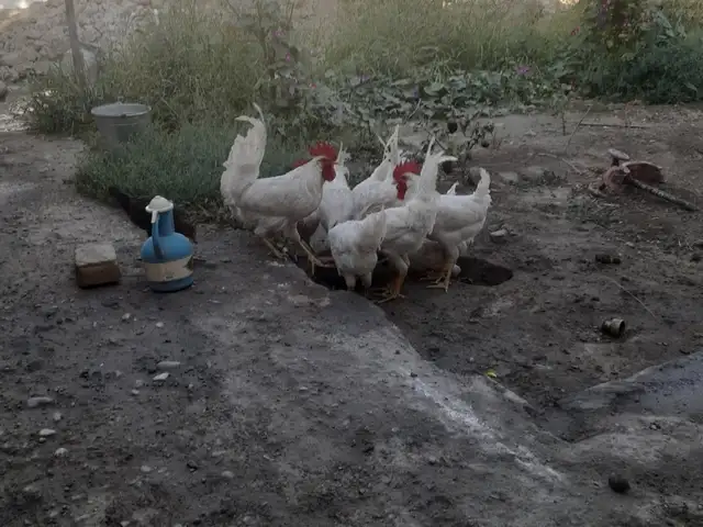 Хурусхо, Хуҷанд
