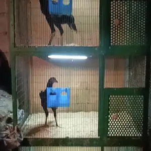 Клетка, Хуҷанд
